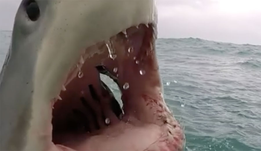 There's no denying that sharks can be terrifying.