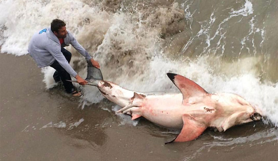 Researchers aren't sure exactly why the shark beached itself at Pleasure Point in Santa Cruz, but the outlook isn't good. Researchers said its survival is unlikely.