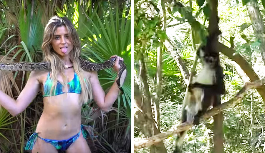 When Anastasia Ashley went to the Belize Zoo for a Naked and Afraid photo shoot, a spider monkey enjoyed the show a little too much.