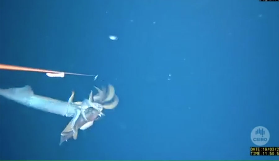 After dropping an instrument down to just shy of 500 feet, a curious squid decided to see just what was going on.