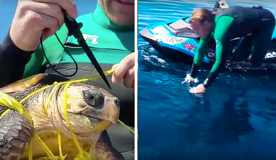 When Bryce Trevett decided to pick a balloon out of the ocean, he discovered that it was a sea turtle wrapped in garbage.