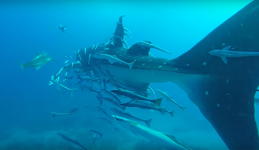Whale sharks can get really, really big. It's a size so large it's difficult to describe to someone who hasn't been in the water with one.