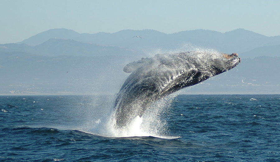 A humpback whale breaching. Photo: Wikimedia Commons