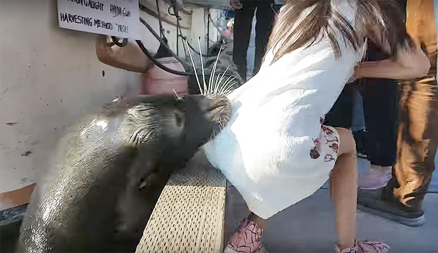 When this girl got too close to a sea lion, it yanked her into the water.