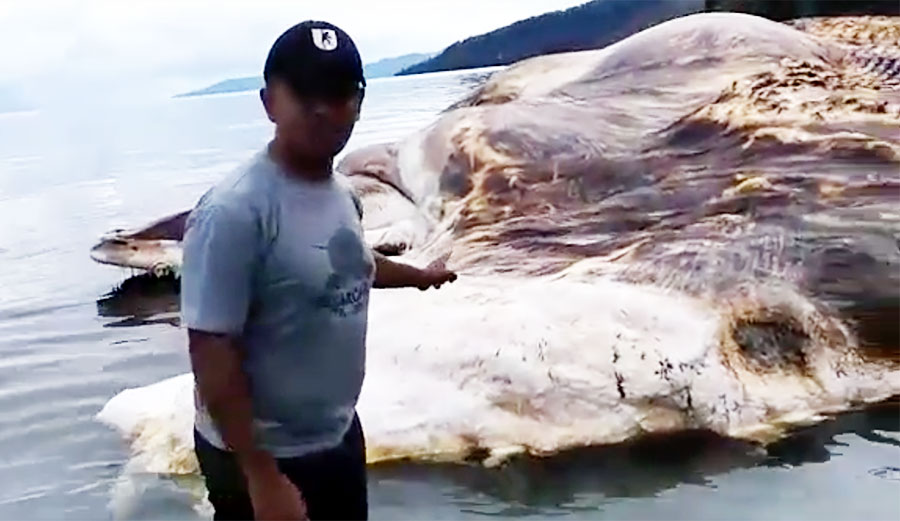 The massive carcass washed up on Tuesday evening on Huamal Beach in the West Seram District, Maluku, and it's got everyone very, very confused.