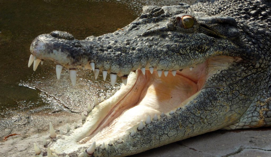 Well, which way will ya have it? Croc or shark? Photo: Pixabay
