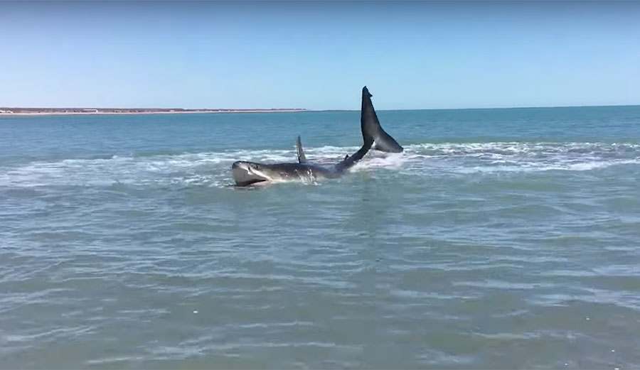 This great white shark found itself in under its head.