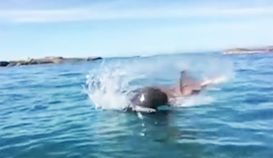 Seals, though, are predators, through and through. Just have a look at what happens when they get their hands/flippers on an octopus.