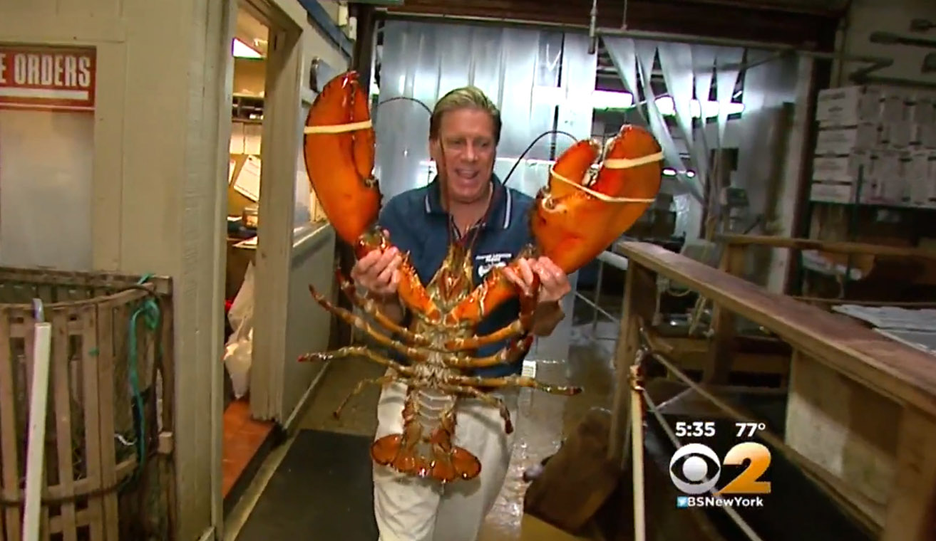Now, that's a lobster. A 23-pound one, to be exact. Photo: CBS News