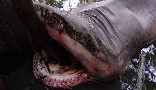 Bullshark in a river in Kennebunk, TX. Photo: FB/Bailey Juarez