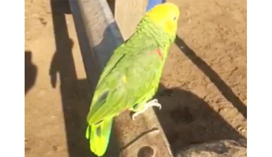 This time, he headed up to a spot just north of Malibu, found a local feathered celebrity, and did a near-perfect Rosie Hodge followed up by a near-perfect Glenn "Micro" Hall.