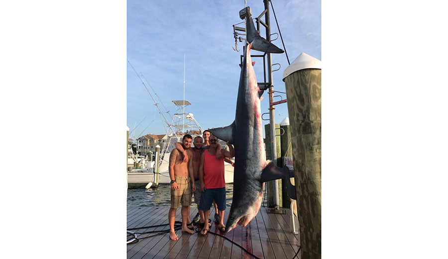 A charter boat hauled in what looks to be the largest mako shark ever caught off New Jersey.