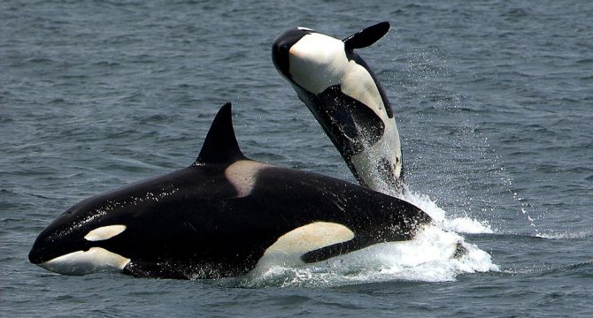 Orca 
