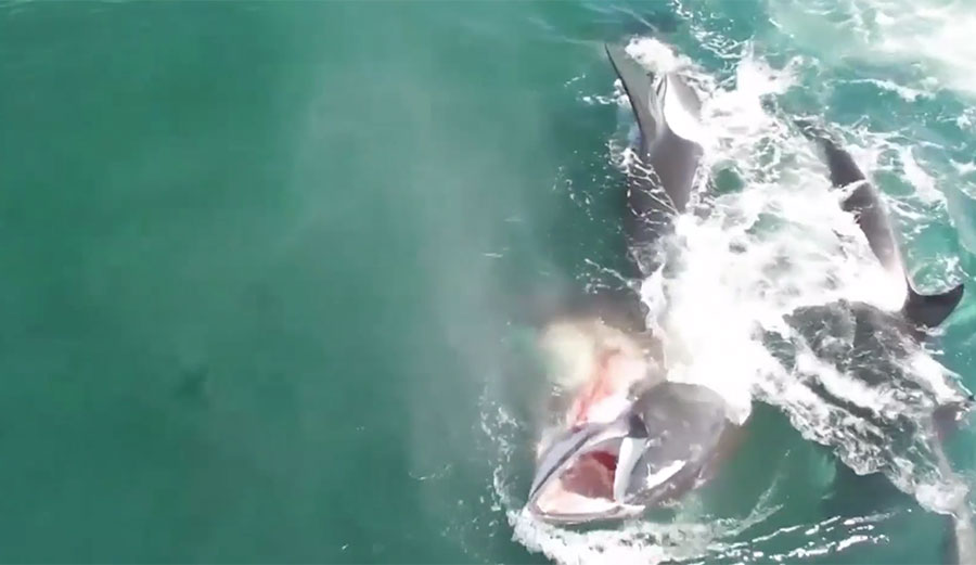 A pod of orca whales targeted a minke whale in Russia.