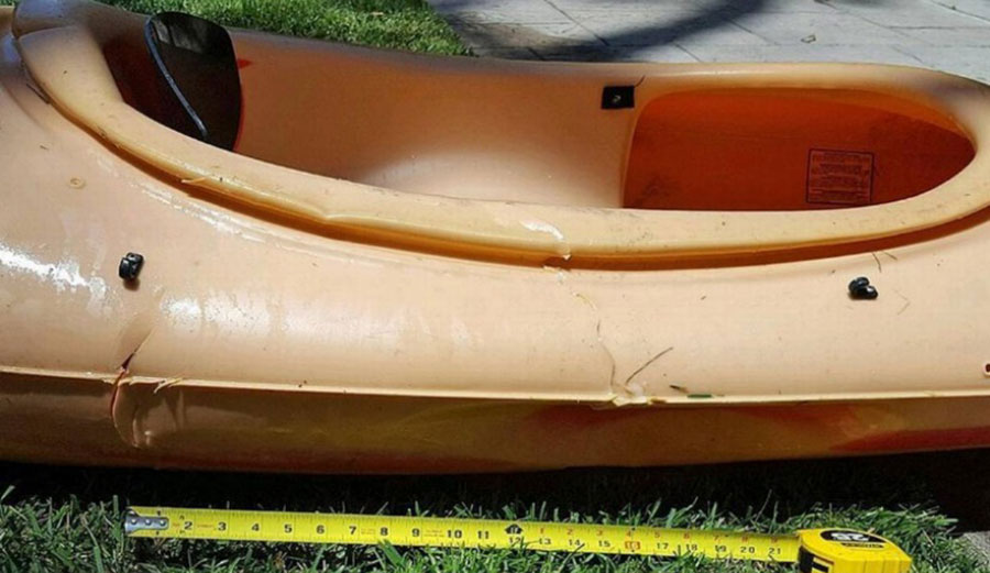 The work of an 11-to-13 foot shark off Santa Barbara.