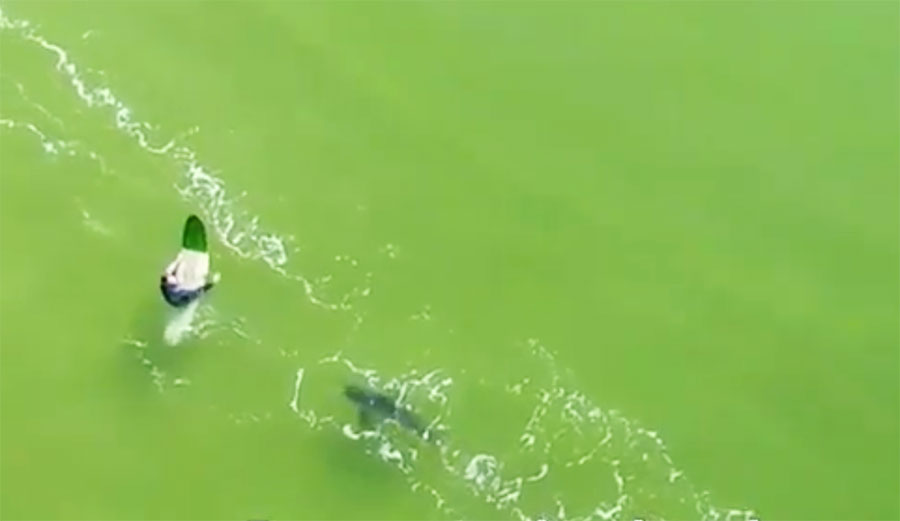 It's not every day that a surfer is almost hit by a Jet Ski. It's also not every day that a surfer is almost bitten by a shark.