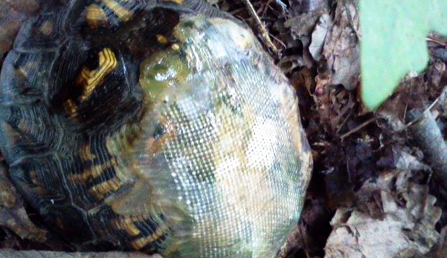 This little guy has a fiber glass shell, and a good friend in Dr. Moore. Photo: Hocking Hills Animal Clinic Facebook