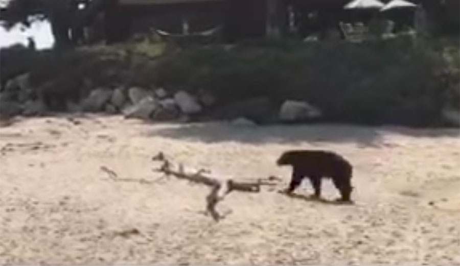 On Saturday, a black bear decided he was going to have a beach day at Rincon.