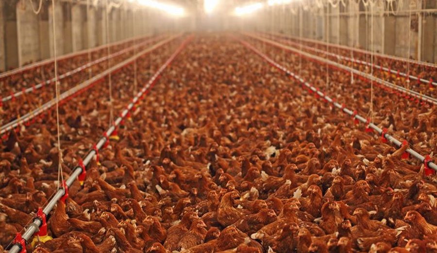 Chickens in their natural habitat. Ha ha! No it's not! It's horrible! But we gotta have those nuggets, right? Photo: Shutterstock
