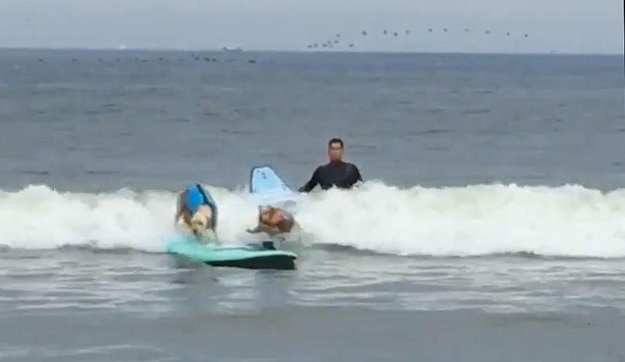 Dogs surf. Dogs also do board transfers.