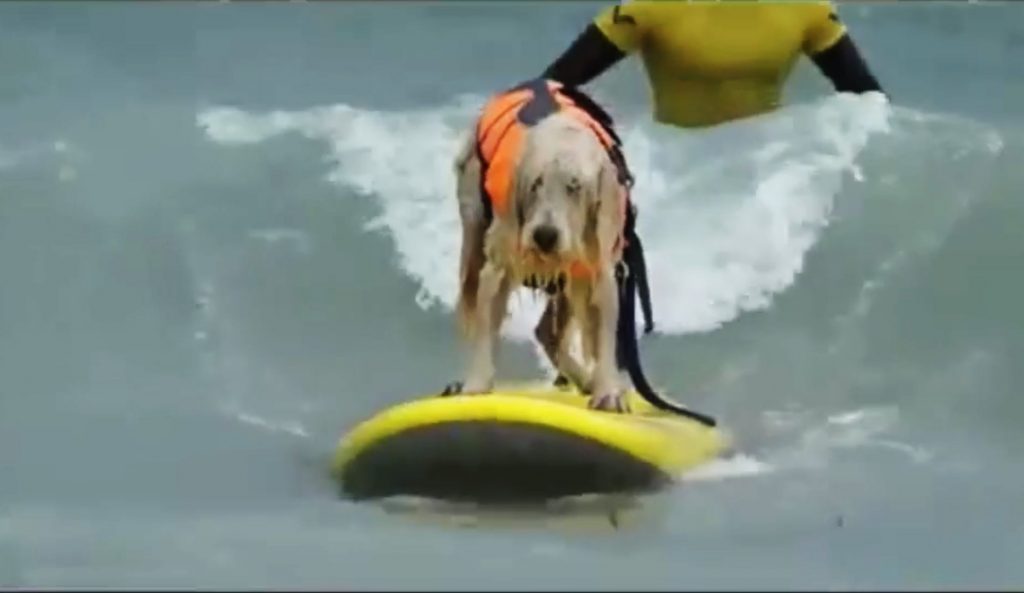 Dogs maybe aren't meant to surf. It's possible. Image: YouTube/JuiceWhale