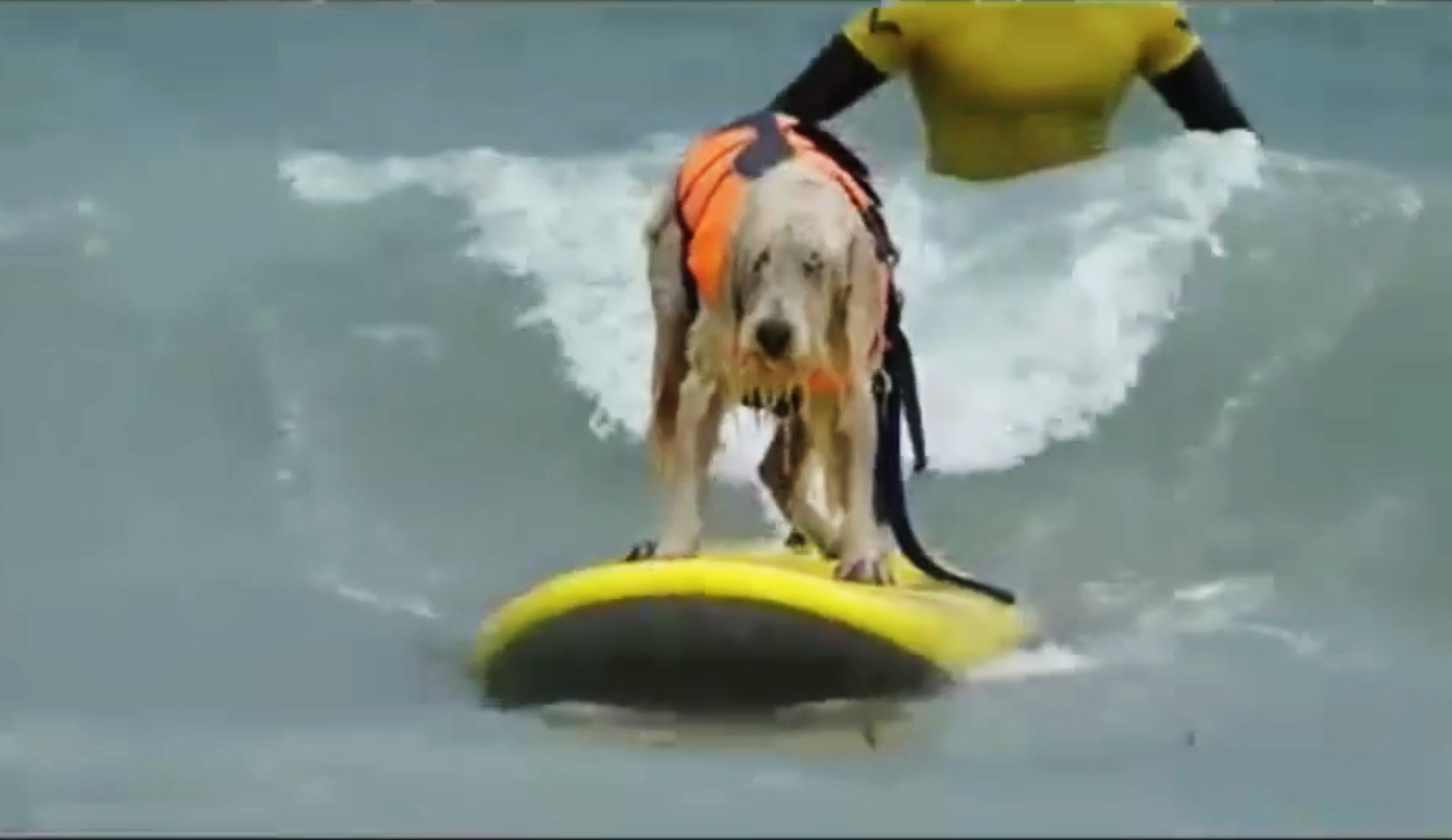 Dogs maybe aren't meant to surf. It's possible. Image: YouTube/JuiceWhale
