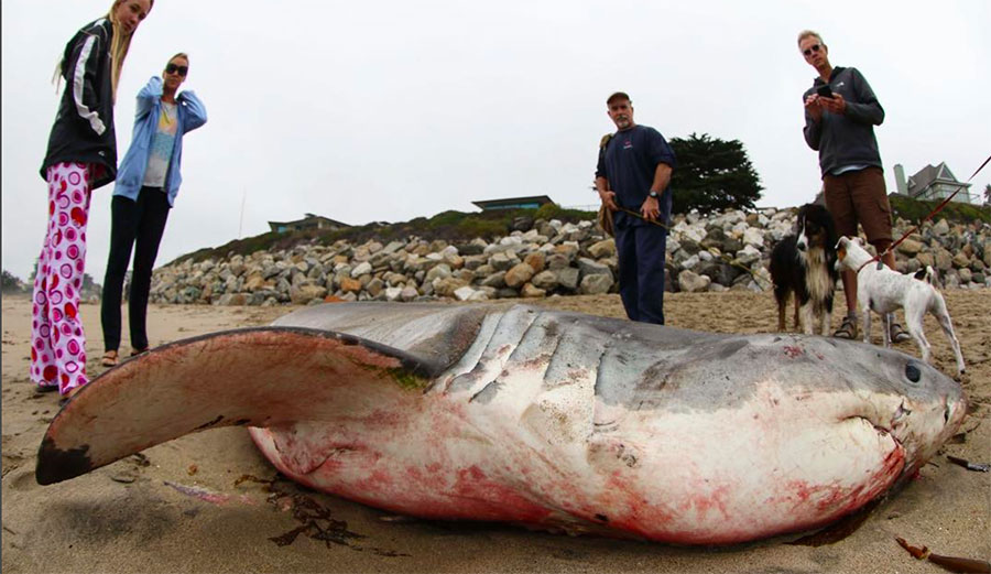 Covered in blood, it appears that the shark died after it was hit by a boat and cut by the propellors. Back in July, the city of Santa Cruz closed the area off to would-be ocean enthusiasts. 