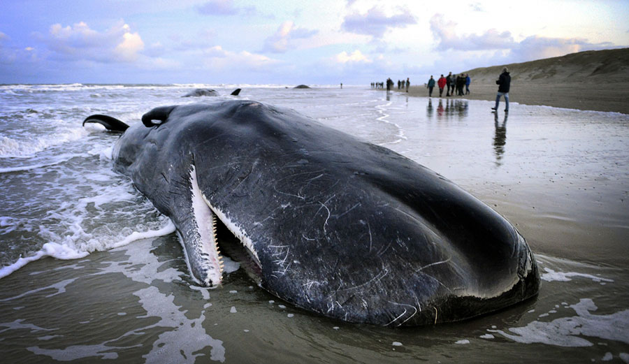 A study is now proposing that the solar storms that cause the northern and southern lights (aurora) could be to blame for the ill-fated whales ending up on the beaches. Photo: IBTimes