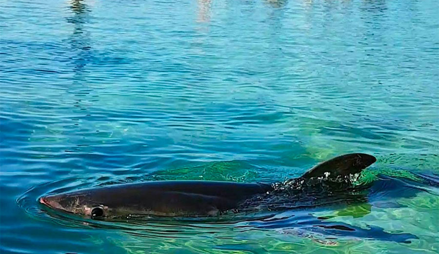 A few days ago, a juvenile great white shark washed up on a beach in Sydney. It wasn't feeling so hot, so locals loaded it into a station wagon and stuck it in a public pool.
