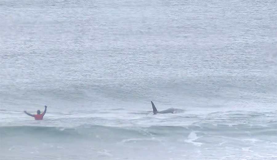 At the Lofoten Classic, a pair of killer whales entered the lineup.