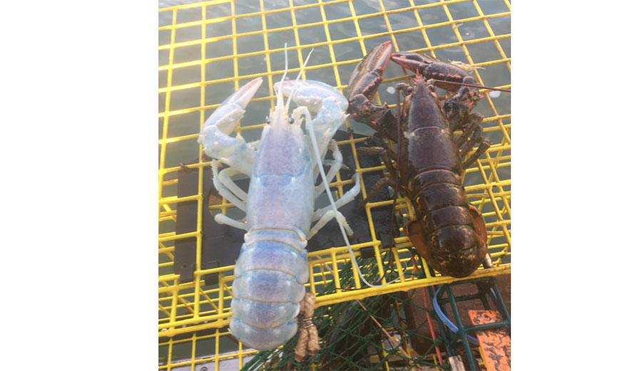 A lobsterman from Maine pulled in a very strange lobster–it was nearly translucent.