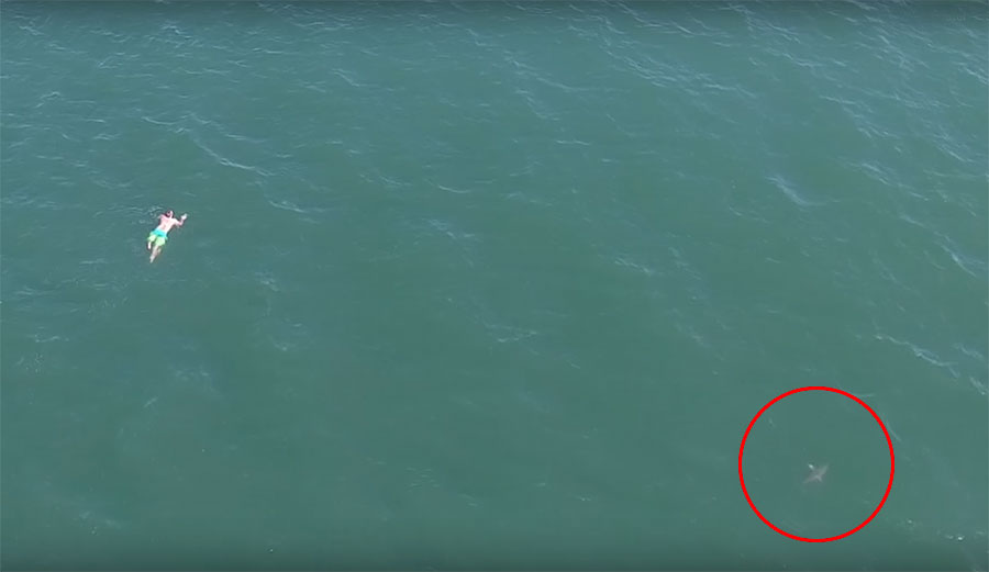Zachary Kingsbury got pulled over for speeding, ran into the ocean, and almost ran into a shark.