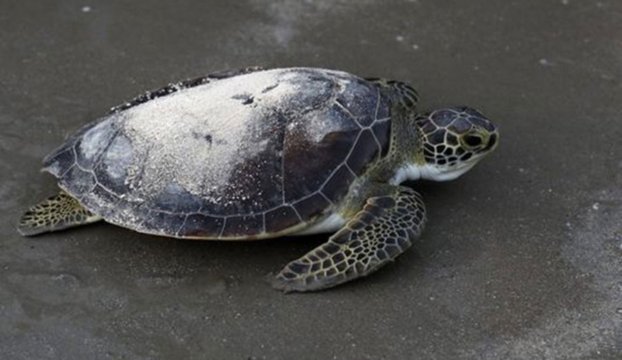 Tony Amos started a rehab center for sea turtles. When he died, a green sea turtle named Picasso carried his ashes out to sea.