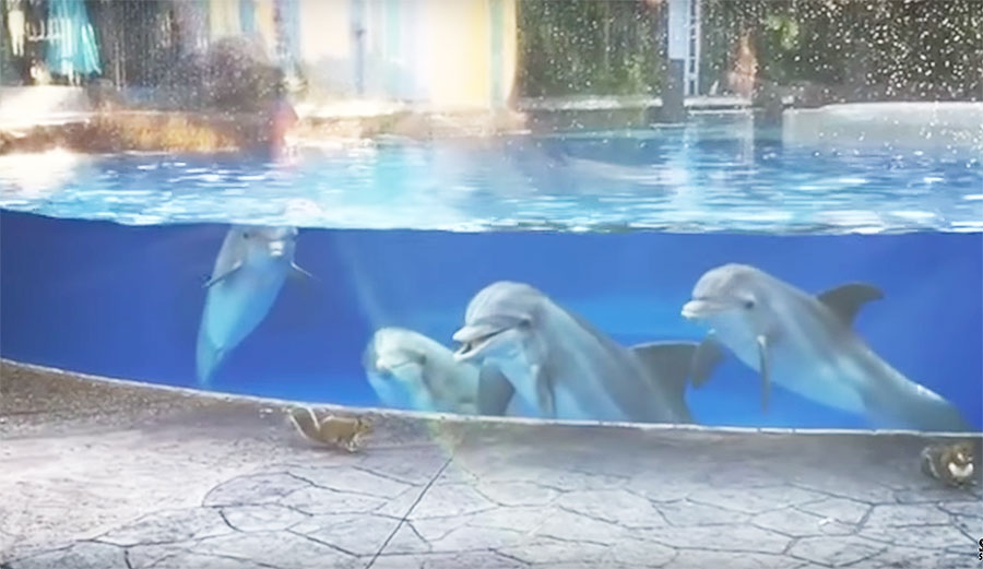 Is there anyone out there who hates dolphins?