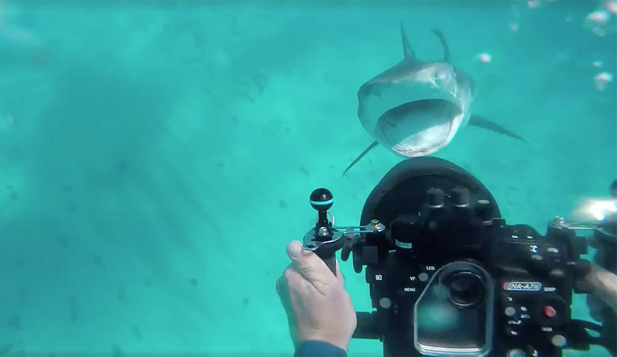 Tim Van Beelen came upon a tiger shark feeding on a sea turtle. What the shark did next was incredible.