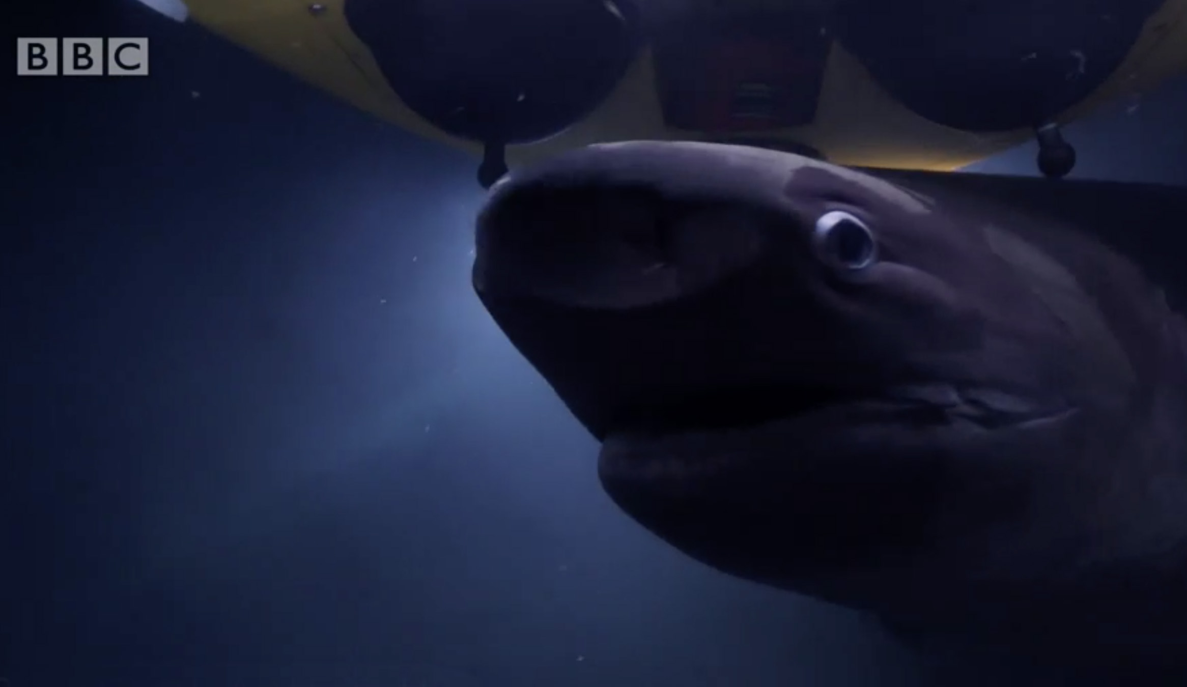 Six Gill sharks attack submarine Blue Planet