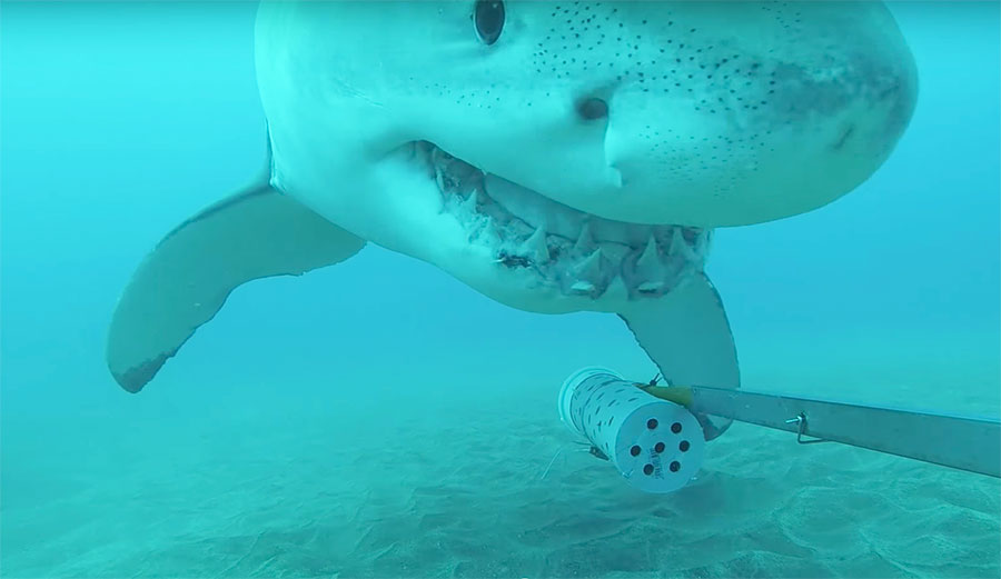A 10-to-12 foot great white shark zipped in for a quick sniff of a baited camera, and researchers were stunned by what it did next.