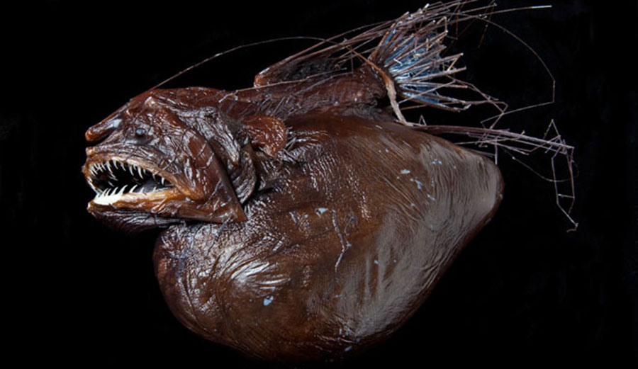 We've found this weird thing. Imagine how many other weird things there are! Photo: London Natural History Museum