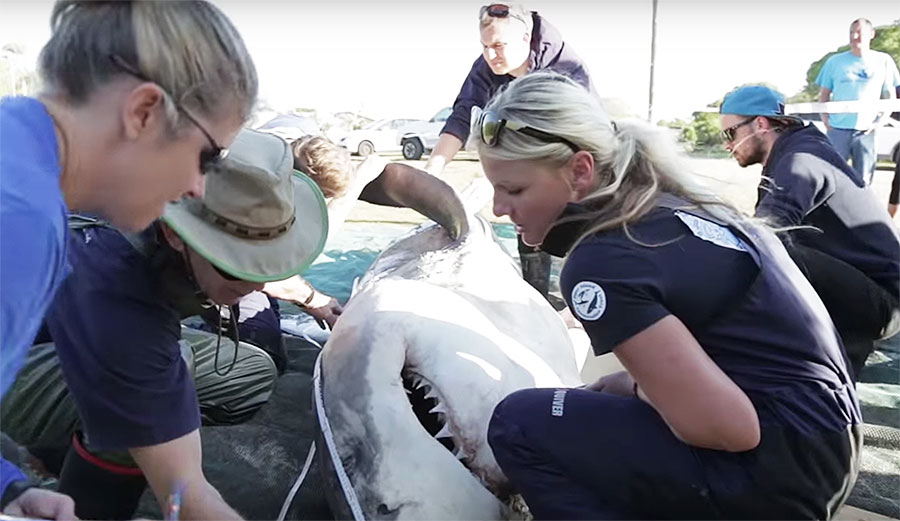 In early May, great white sharks began washing up dead on beaches in South Africa. All of them were missing their livers, and one was also missing its heart.