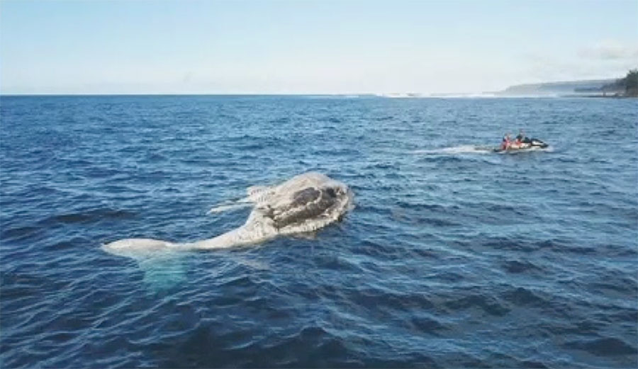 A massive humpback whale carcass is drifting around just off Haleiwa on Oahu's North Shore.