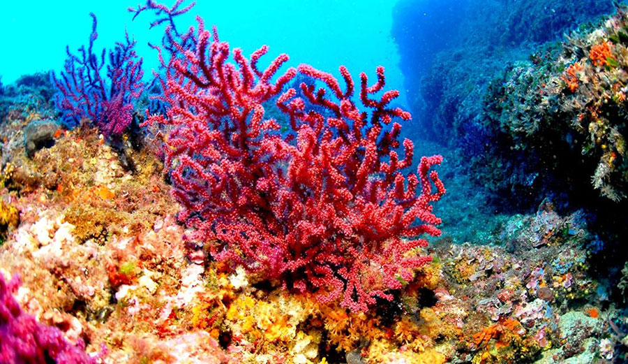 Death is not becoming of a reef this pretty. Image: Wikimedia Commons