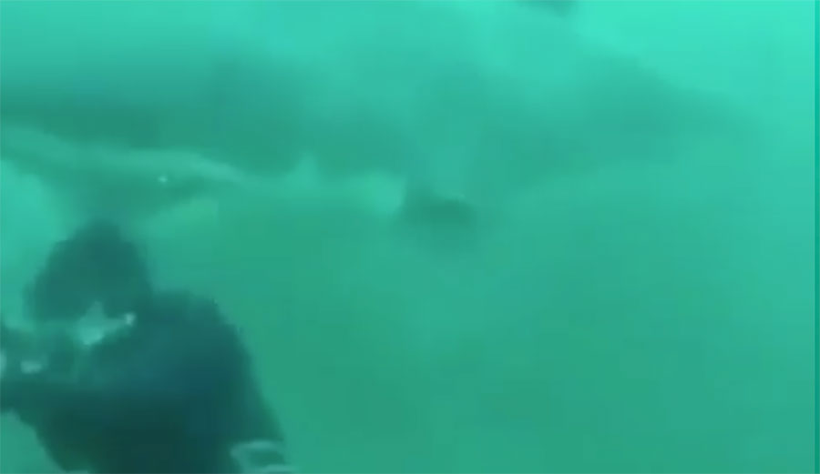 Have you ever been swimming around, looking at how amazing everything is underwater, completely and blissfully unaware that somewhere very close is a giant great white shark?