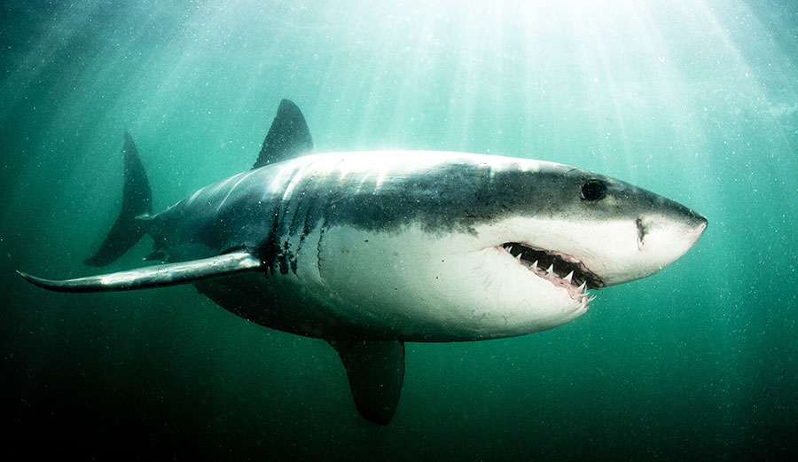 More time in the water=more shark attacks.