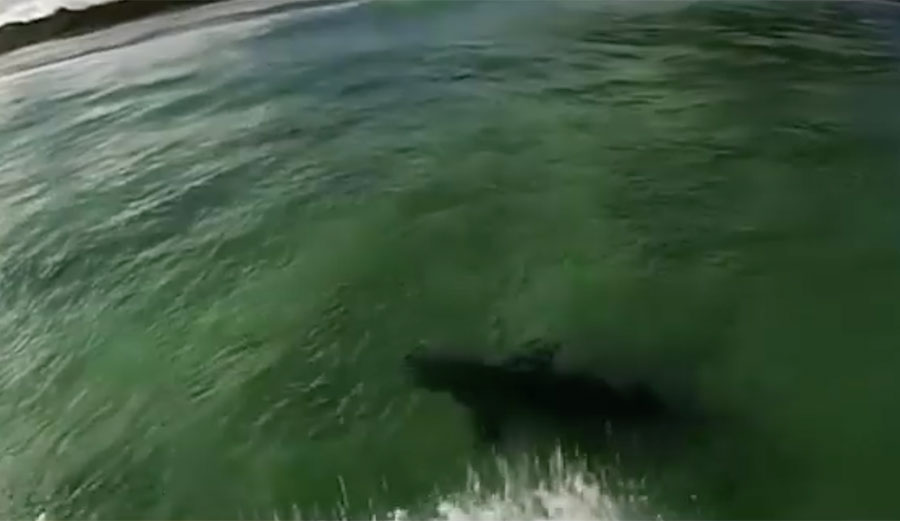 Mitch Hargreaves, a 19-year-old with a GoPro in his mouth, surfed over a shark at Cellito Beach in New South Wales, Australia.