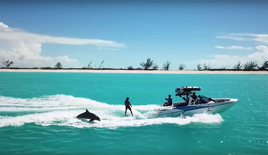 While wakesurfing in the Turks and Caicos, Mark de Fraine and Nathaniel Taylor were joined by a pair of playful dolphins.