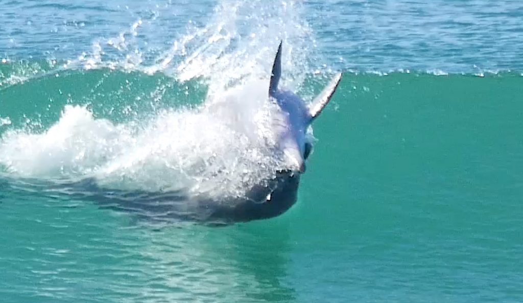 Dolphin crossovers. Image: Harley Ingleby