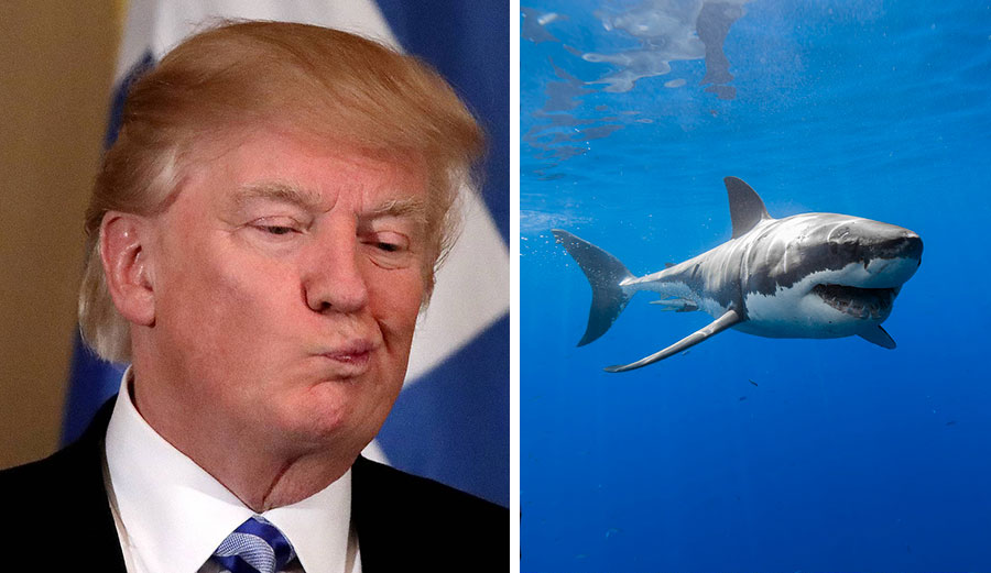 Trump: "I hate sharks!" World: "Let's help sharks!"