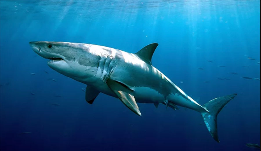 Confusing: attacks are on the rise, but the chances of being attacked are dropping. Photo: Live Science