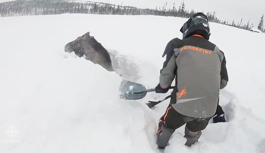 When a group of snowmobilers found a moose buried in snow, they stopped to dig the massive animal out.