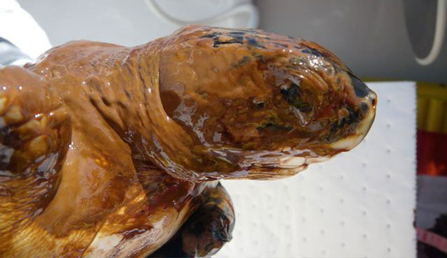Oiled Kemp’s Ridley turtle captured June 1, 2010, during the BP spill. The turtle was cleaned, provided veterinary care and taken to the Audubon Aquarium. NOAA, CC BY